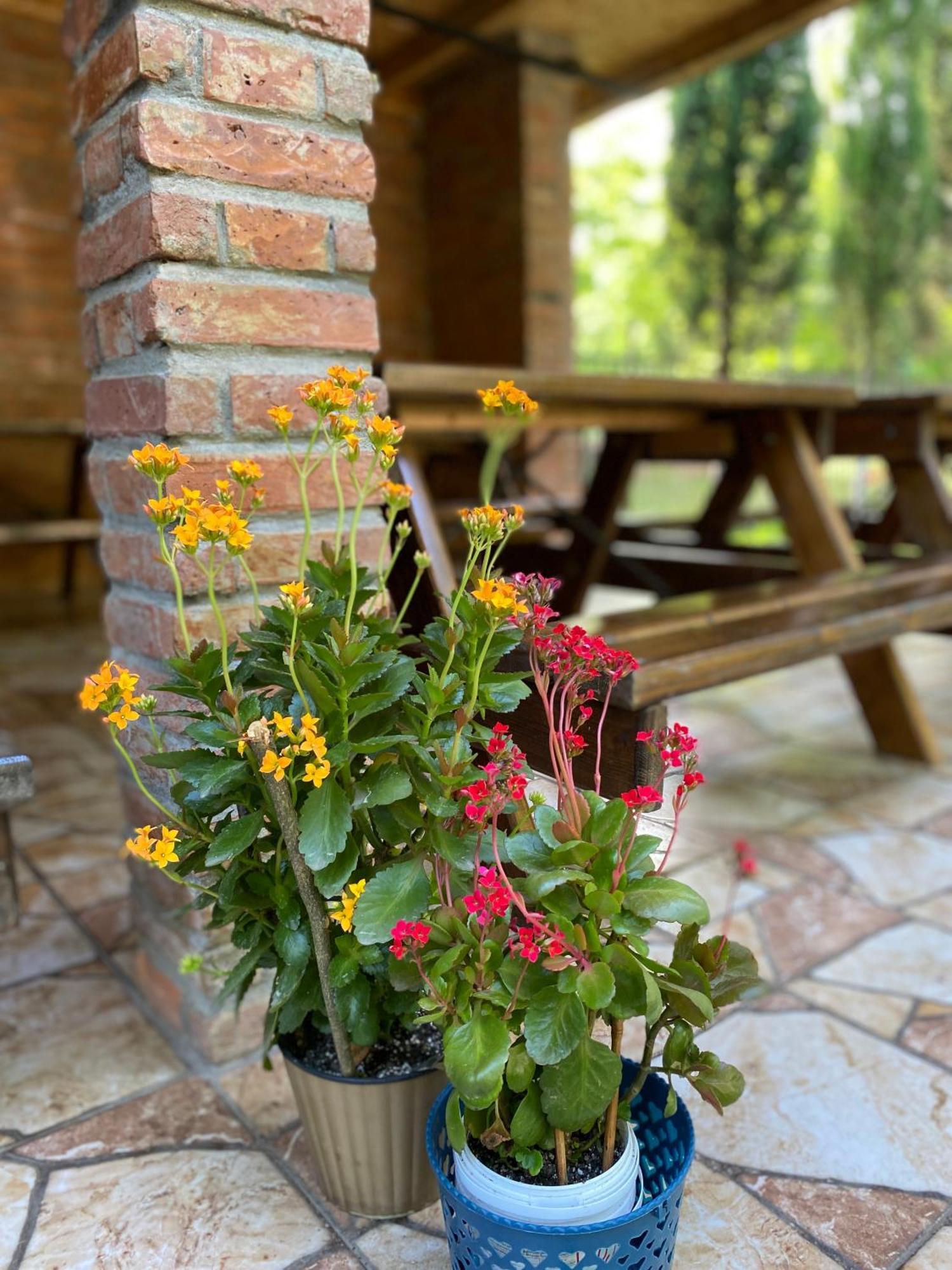 Guest House Shekvetili Zewnętrze zdjęcie